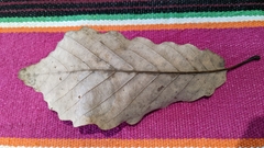 Quercus montana