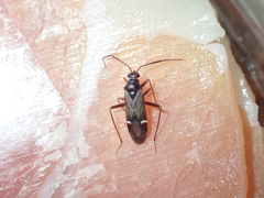 Cremnocephalus albolineatus