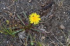 Taraxacum macilentum