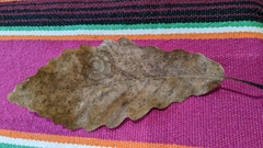 Quercus montana