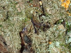 Dictenidia bimaculata