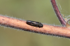 Homalodisca liturata
