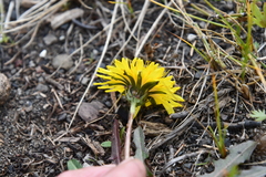 Taraxacum macilentum