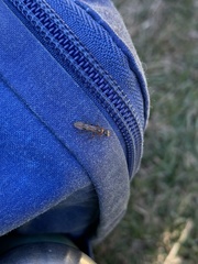 Pseudomyrmex gracilis