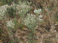 Eupatorium hyssopifolium