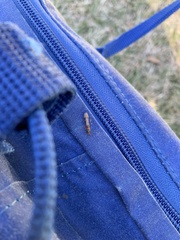 Pseudomyrmex gracilis