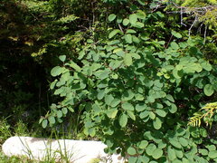 Amelanchier alnifolia