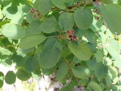 Amelanchier alnifolia