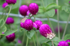 Lerodea eufala eufala