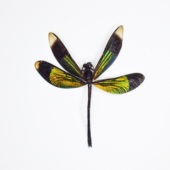 Odonata