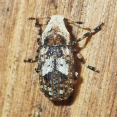 Euparius marmoreus