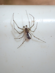 Neriene peltata