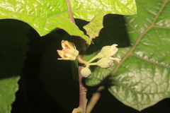Solanum stramoniifolium