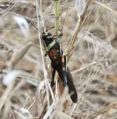 Schistocerca melanocera