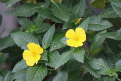 Turnera ulmifolia