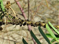Aphis gossypii
