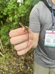 Anolis pulchellus