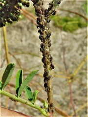 Aphis gossypii