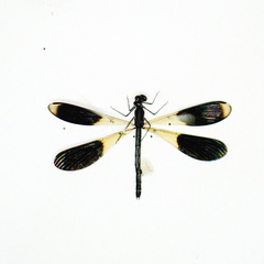 Odonata