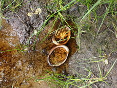 Haliotis kamtschatkana