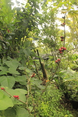 Solanum stramoniifolium