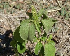 Acalypha ostryifolia