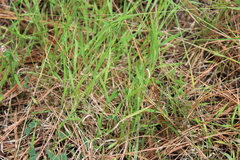 Heteropogon contortus