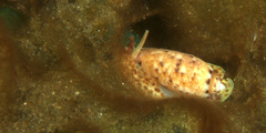 Oliva mantichora