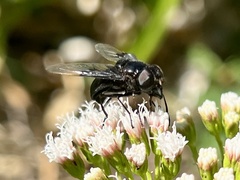 Copestylum violaceum
