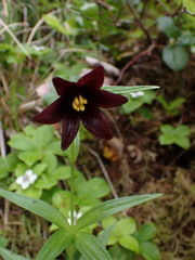 Fritillaria camschatcensis