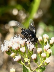 Copestylum violaceum