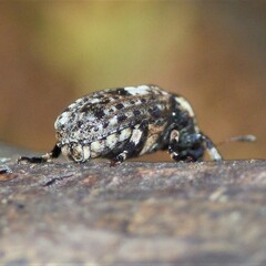 Euparius marmoreus