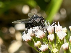 Copestylum violaceum