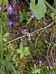 Pinguicula