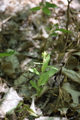 Epipactis bugacensis