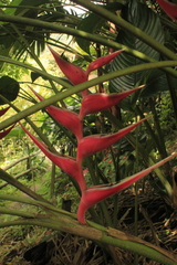 Heliconia stricta