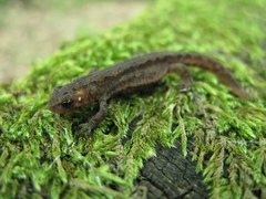 Ommatotriton ophryticus