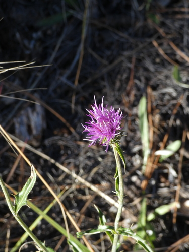 Image of Cirsium wheeleri by (c) bmasinton, some rights reserved (CC BY-SA)