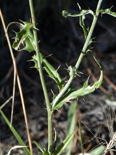 Image of Wheeler's thistle by (c) bmasinton, some rights reserved (CC BY-SA)