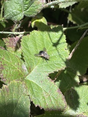 Lucilia coeruleiviridis