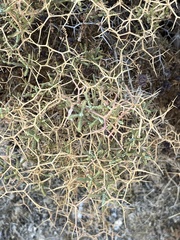 Sarcopoterium spinosum