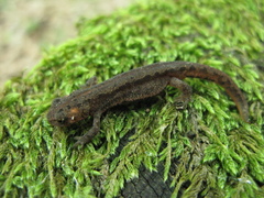 Ommatotriton ophryticus