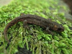 Ommatotriton ophryticus