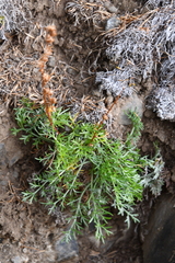 Artemisia borealis