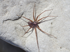 Philodromus aureolus