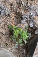 Artemisia borealis