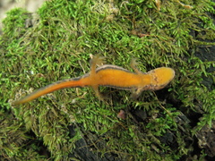 Ommatotriton ophryticus