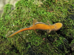 Ommatotriton ophryticus