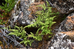 Gymnocarpium jessoense
