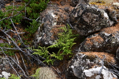 Gymnocarpium jessoense